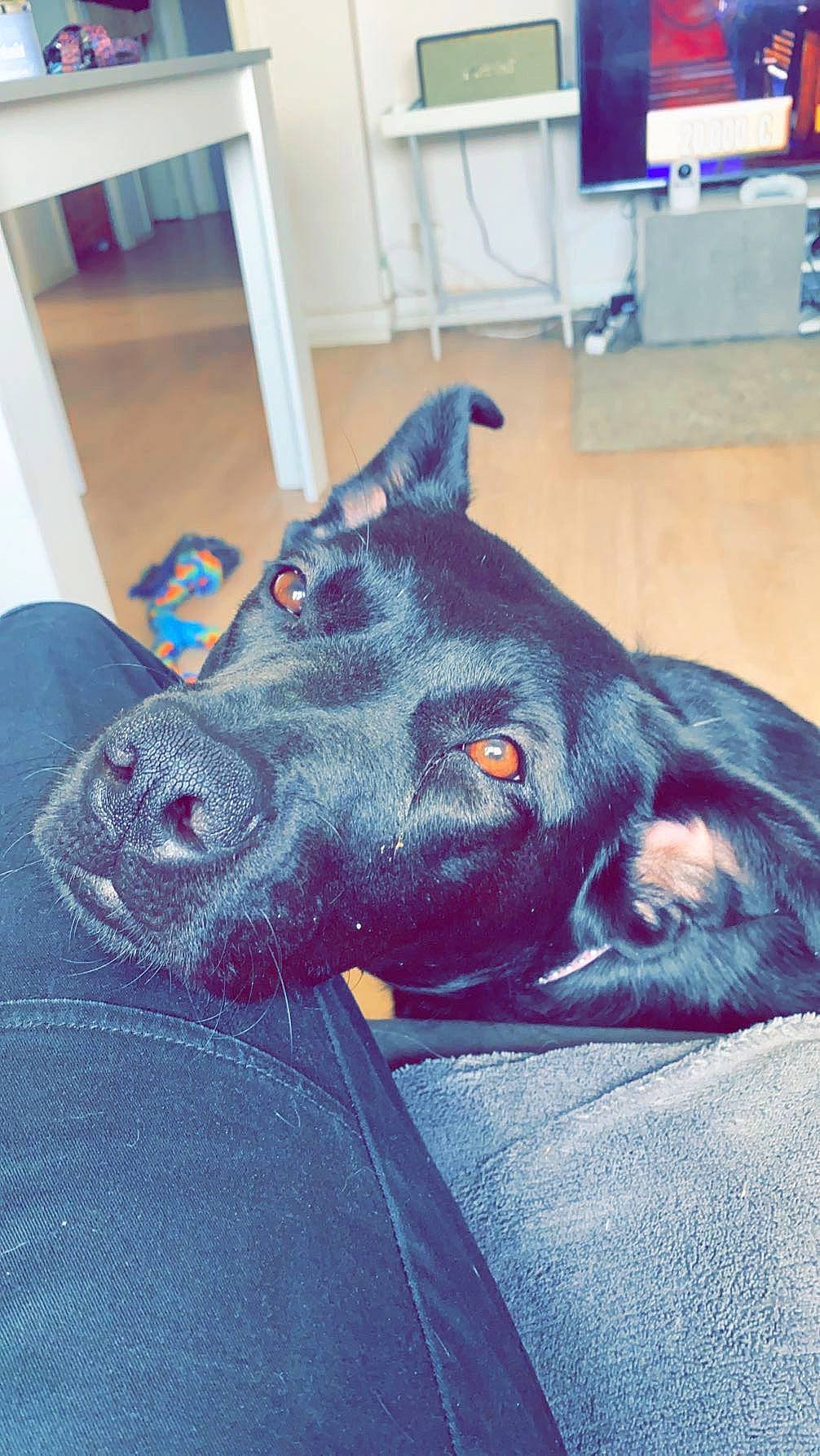 Chelsea a rejoint le concours — aidez-le/la à gagner de superbes lots ! black_cat, canidae, carnivore, comfort, companion_dog, dog, dog_breed, electric_blue, fawn, felidae, flooring, fur, jaw, purple, small_to_medium_sized_cats, snout, sporting_group, tail, whiskers, working_animal