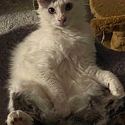 Sammy joined the competition — help win amazing prizes! cat, fluffy, white, gray, pet, animal, indoor, blanket, cozy, fur, paw, relaxed, cute, wide_eyes, home, comfort, soft, sitting, looking, resting