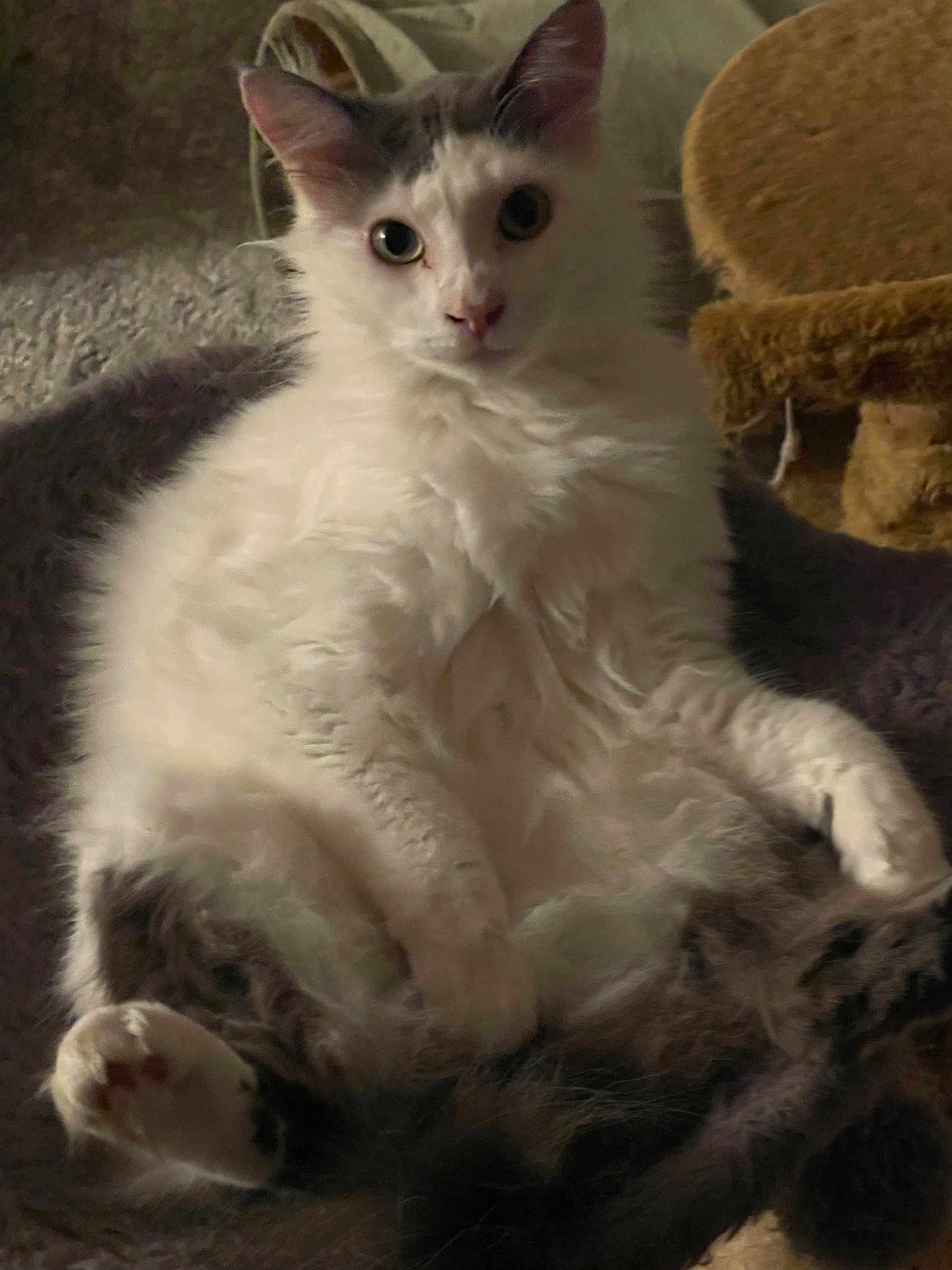 Sammy