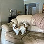 Nicky joined the competition — help win amazing prizes! blanket, carpet, chew_stick, couch, cozy, curtains, decor, dog, door, furniture, home, interior, lamp, leather, living_room, pet, small_dog, standing, tail, wall_art