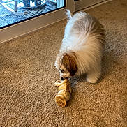 Nicky joined the competition — help win amazing prizes! brown, carpet, chew_toy, cozy, curious, dog, domestic_animal, floor, furry, glass_door, home, indoor, pet, plant, playful, puppy, small_dog, sniffing, toy, white