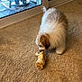 brown, carpet, chew_toy, cozy, curious, dog, domestic_animal, floor, furry, glass_door, home, indoor, pet, plant, playful, puppy, small_dog, sniffing, toy, white