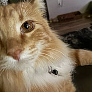 Duckie is registered to the contest to win money with this photo: cat, orange_cat, close_up, fluffy, pet, indoor, collar, bell, whiskers, fur, eye, curious, domestic_animal, mammal, animal, portrait, cute, feline, household, relaxed