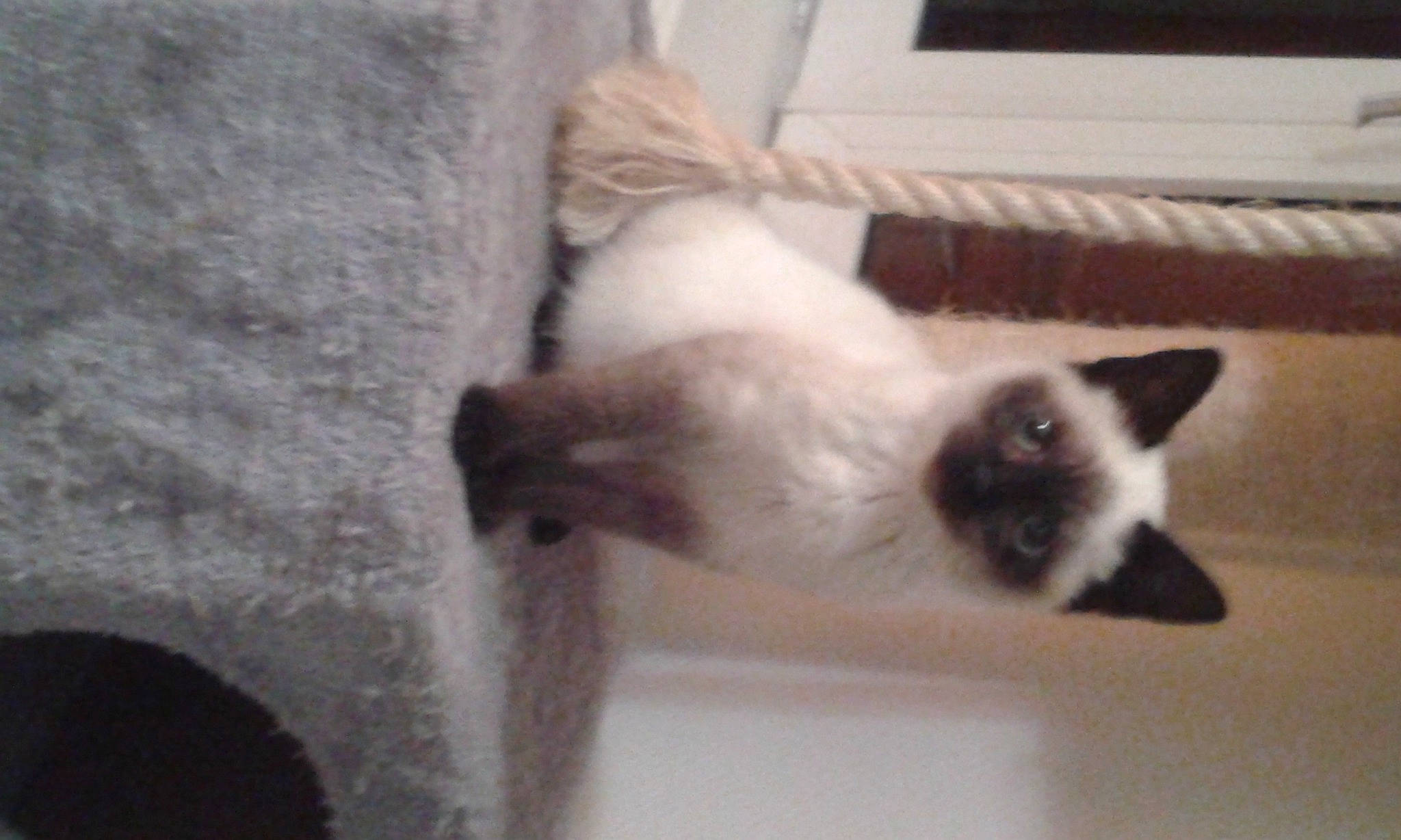 Ramses a rejoint le concours — aidez-le/la à gagner de superbes lots ! balinese, birman, carnivore, cat, comfort, door, fawn, felidae, flooring, fur, paw, siamese, small_to_medium_sized_cats, snout, tail, terrestrial_animal, whiskers, windshield