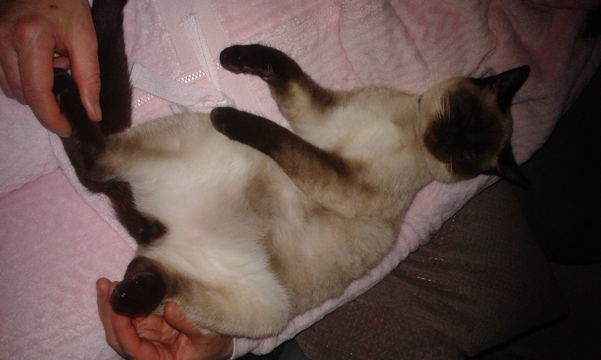 Ramses a rejoint le concours — aidez-le/la à gagner de superbes lots ! balinese, carnivore, cat, comfort, companion_dog, dog_breed, fawn, felidae, fur, nail, nap, paw, siamese, small_to_medium_sized_cats, sunglasses, tail, thai, whiskers