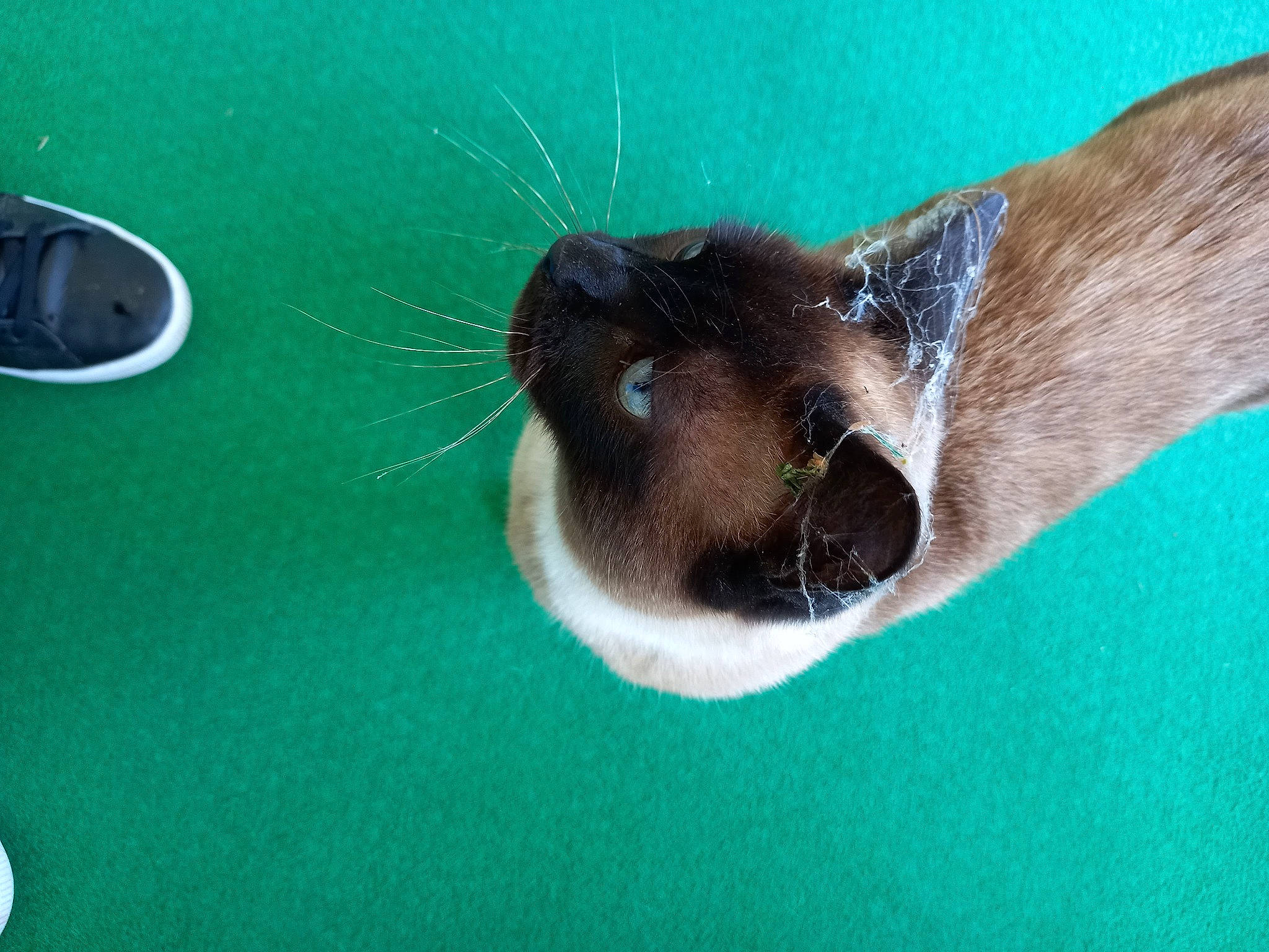 Ramses participe au concours pour gagner de l'argent avec cette photo : carnivore, cat, dog_breed, domestic_short_haired_cat, fawn, felidae, foot, fur, marine_mammal, siamese, small_to_medium_sized_cats, snout, water, whiskers, wildlife