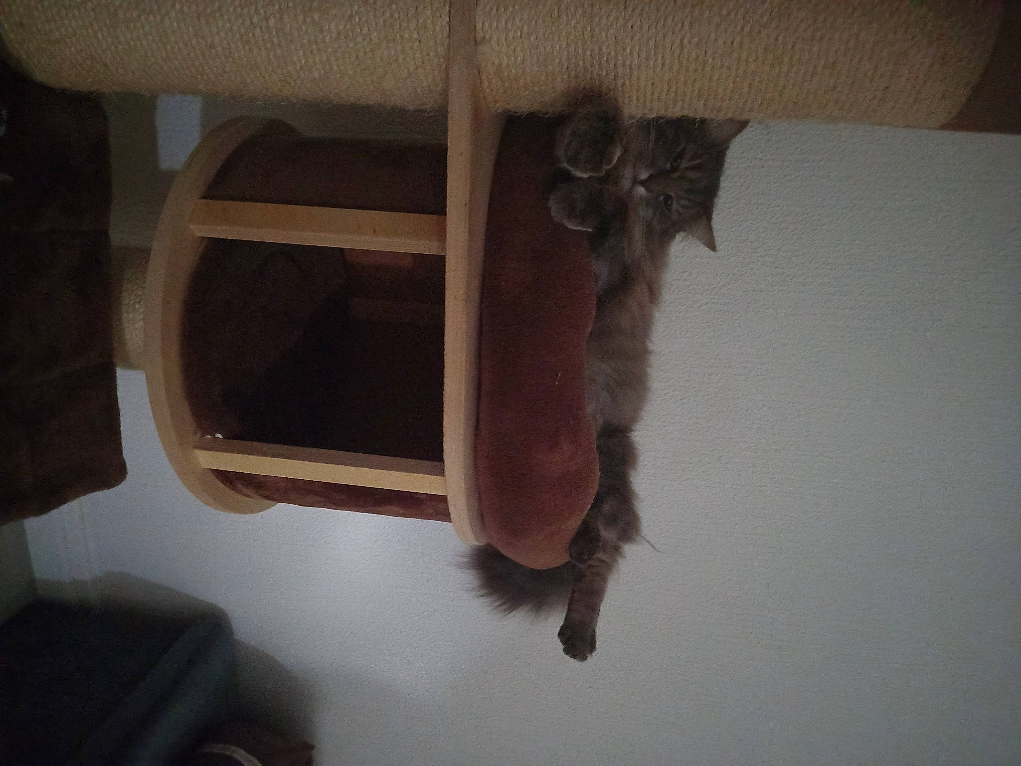 Oggy participe au concours pour gagner de l'argent avec cette photo : brown, fur, hardwood, musical_instrument, pet_supply, plywood, room, tints_and_shades, wood, wood_stain