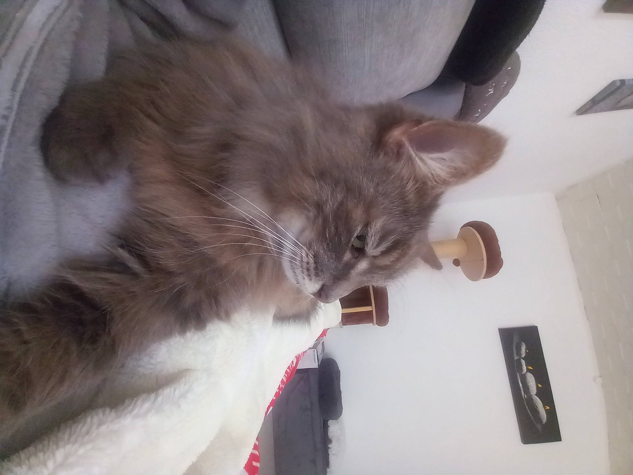 Oggy a rejoint le concours — aidez-le/la à gagner de superbes lots ! balinese, carnivore, cat, claw, comfort, domestic_short_haired_cat, fawn, felidae, flooring, fur, hardwood, lap, nap, paw, room, small_to_medium_sized_cats, snout, tail, whiskers, wood