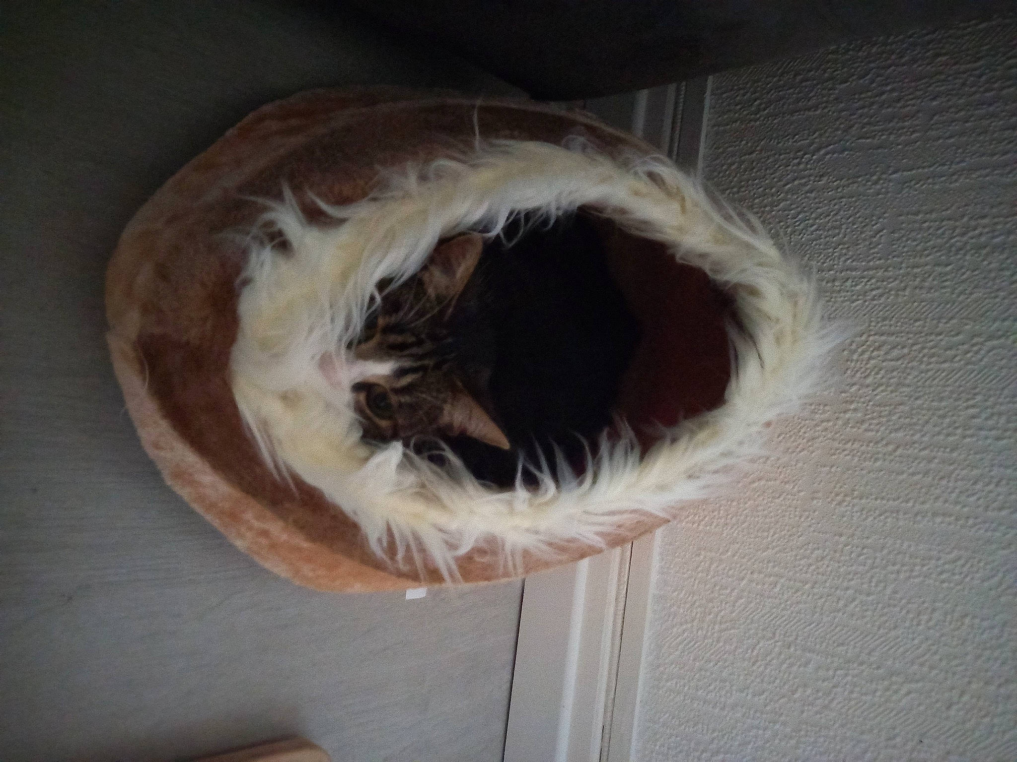 Lilou a rejoint le concours — aidez-le/la à gagner de superbes lots ! bun, carnivore, cat, cat_supply, domestic_short_haired_cat, door, drum, fawn, felidae, fur, hardwood, natural_material, room, small_to_medium_sized_cats, snout, tail, terrestrial_animal, whiskers, wood, wool