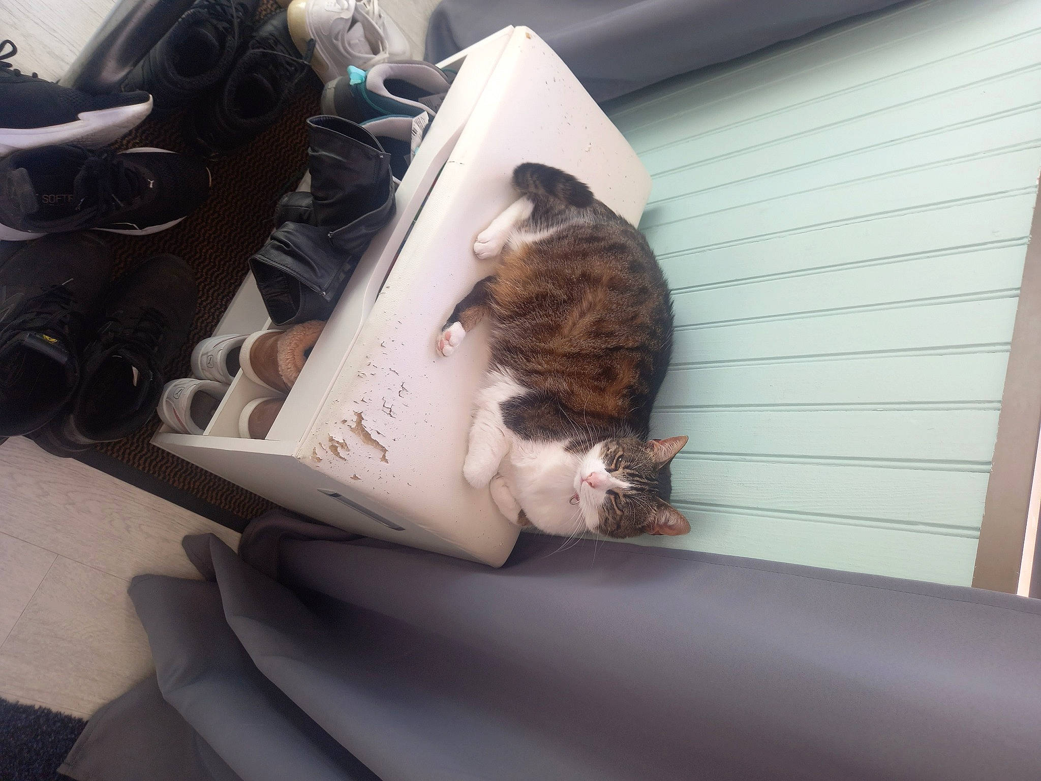 Lilou a rejoint le concours — aidez-le/la à gagner de superbes lots ! athletic_shoe, audio_equipment, auto_part, automotive_design, carmine, comfort, eyewear, felidae, fur, human_leg, personal_protective_equipment, room, sitting, sportswear, walking_shoe, window