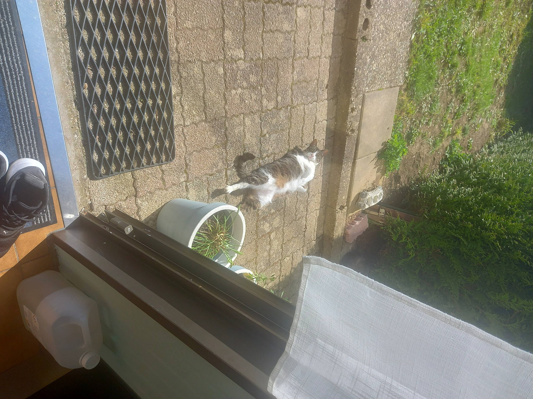 Lilou participe au concours pour gagner de l'argent avec cette photo : automotive_exterior, backyard, carnivore, cat, daylighting, felidae, glass, grass, herb, mesh, metal, pet_supply, plant, shade, small_to_medium_sized_cats, tail, window, window_treatment, wood