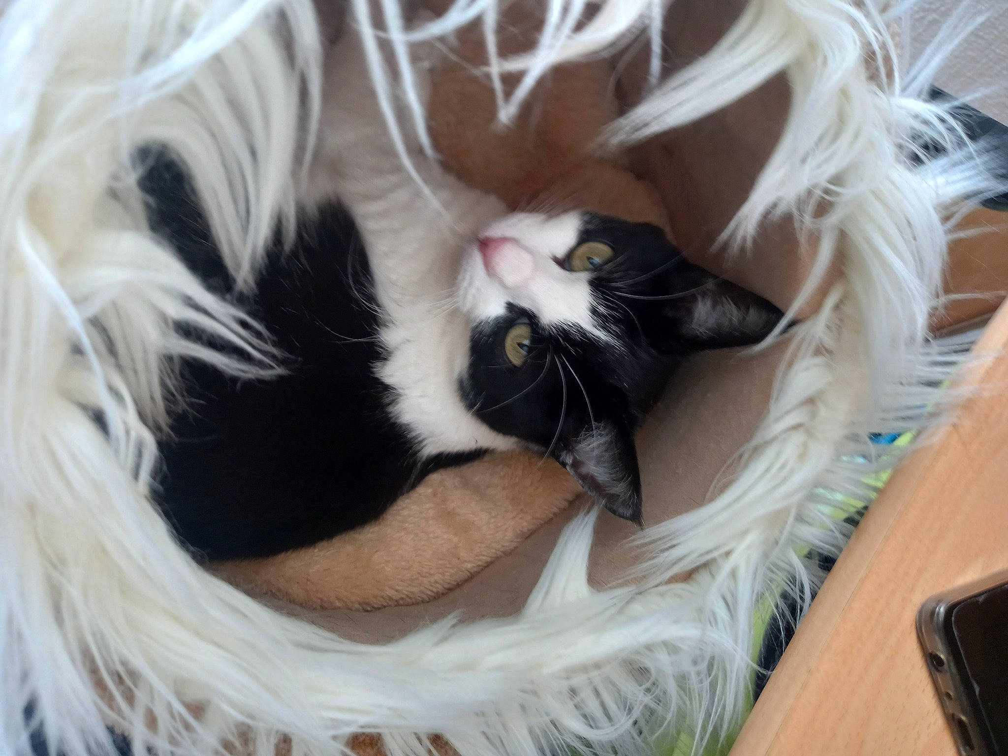 Ruby participe au concours pour gagner de l'argent avec cette photo : carnivore, cat, claw, comfort, companion_dog, desk, domestic_short_haired_cat, ear, eyelash, felidae, fur, lap, nap, paw, plant, small_to_medium_sized_cats, snout, tail, tree, whiskers