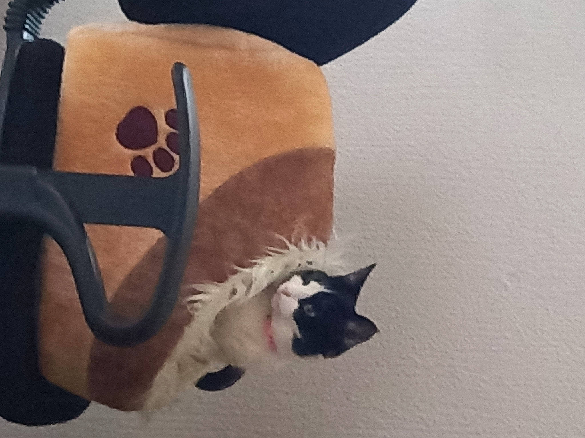 Ruby a rejoint le concours — aidez-le/la à gagner de superbes lots ! art, carmine, carnivore, cat, costume_hat, dog_breed, eyewear, fashion_accessory, fawn, felidae, hat, head, headgear, mammal, personal_protective_equipment, small_to_medium_sized_cats, tail, vertebrate, whiskers, wood