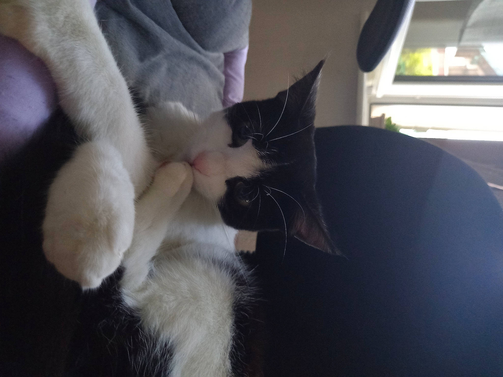 Ruby a rejoint le concours — aidez-le/la à gagner de superbes lots ! carnivore, cat, claw, comfort, domestic_short_haired_cat, ear, felidae, foot, fur, gesture, human_leg, mammal, paw, small_to_medium_sized_cats, tail, whiskers