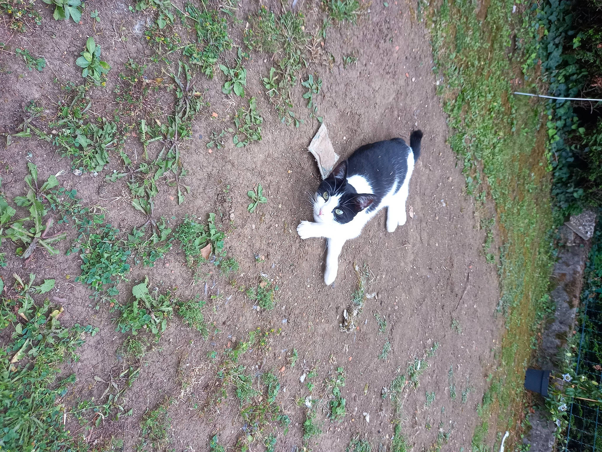 Ruby a rejoint le concours — aidez-le/la à gagner de superbes lots ! canidae, carnivore, companion_dog, dog, dog_breed, fawn, felidae, grass, groundcover, non_sporting_group, plant, shadow, snout, soil, sporting_group, tail, terrestrial_animal, tree