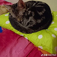 Beans joined the competition — help win amazing prizes! animal, bed, blanket, cat, cozy, curled_up, cute, domestic, feline, fur, green, indoor, pet, pillow, pink, polka_dot, relaxation, resting, sleeping, tabby