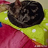 animal, bed, blanket, cat, cozy, curled_up, cute, domestic, feline, fur, green, indoor, pet, pillow, pink, polka_dot, relaxation, resting, sleeping, tabby