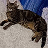 Beans joined the competition — help win amazing prizes! animal, bed, blanket, cat, comfort, cozy, cute, domestic_animal, feline, fur, home, indoor, pet, pillow, relaxation, rest, resting, sleeping, striped, tabby_cat