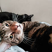 Beans joined the competition — help win amazing prizes! cat, feline, tabby_cat, black_cat, whiskers, bed, blanket, indoor, pet, animal, closeup, sleeping, resting, cute, curious, fur, domestic_animal, two_cats, cozy, companionship