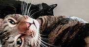 Beans joined the competition — help win amazing prizes! animal, bed, black_cat, blanket, cat, closeup, companionship, cozy, curious, cute, domestic_animal, feline, fur, indoor, pet, resting, sleeping, tabby_cat, two_cats, whiskers