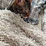 Beans joined the competition — help win amazing prizes! animal, bed, blanket, cat, comfort, cozy, cute, domestic, ears, fur, furry, indoor, pet, pillow, plaid, relaxing, resting, sleepy, tabby, whiskers