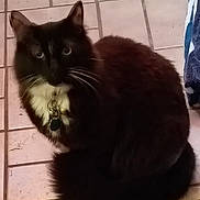 Boots is registered to the contest to win money with this photo: cat, tuxedo_cat, black_and_white, pet, animal, feline, collar, tag, indoor, tile_floor, curled_up, sitting, looking, whiskers, ears, fur, cute, domestic_animal, companion, curious