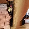 animal, black_and_white, blurred, cat, collar, curtain, cute, domestic_cat, expression, fangs, feline, fur, indoor, mouth_open, pet, shadow, small, tile_floor, whiskers, yawning