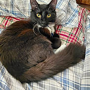 Boots joined the competition — help win amazing prizes! animal, bedspread, black_fur, brown_fur, cat, cozy, curious, domestic_cat, feline, fluffy, indoor, long_tail, looking_at_camera, pet, plaid, relaxed, resting, soft_fur, whiskers, yellow_eyes