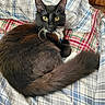 animal, bedspread, black_fur, brown_fur, cat, cozy, curious, domestic_cat, feline, fluffy, indoor, long_tail, looking_at_camera, pet, plaid, relaxed, resting, soft_fur, whiskers, yellow_eyes