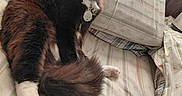 Boots is registered to the contest to win money with this photo: bed, cat, collar, cozy, curious, feline, fluffy, fur, indoor, paw, pet, pillow, relaxed, resting, striped_bedspread, tag, tail, tuxedo_cat, whiskers, yellow_eyes
