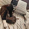 bed, cat, collar, cozy, curious, feline, fluffy, fur, indoor, paw, pet, pillow, relaxed, resting, striped_bedspread, tag, tail, tuxedo_cat, whiskers, yellow_eyes