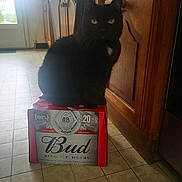 ébène participe au concours pour gagner de l'argent avec cette photo : cat, black_cat, pet, box, beer_box, bud_pack, kitchen, tile_floor, wooden_cabinet, cabinet, doorway, window, sunlight, sitting, yellow_eyes, whiskers, indoor, beverage_packaging, curious_pose, home_interior