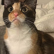 Ziva joined the competition — help win amazing prizes! cat, calico_cat, close_up, indoor, pet, fur, whiskers, pink_nose, curious_eyes, animal, mammal, cozy, blanket, domestic_cat, feline, portrait, sitting, cute, soft_fur, alert