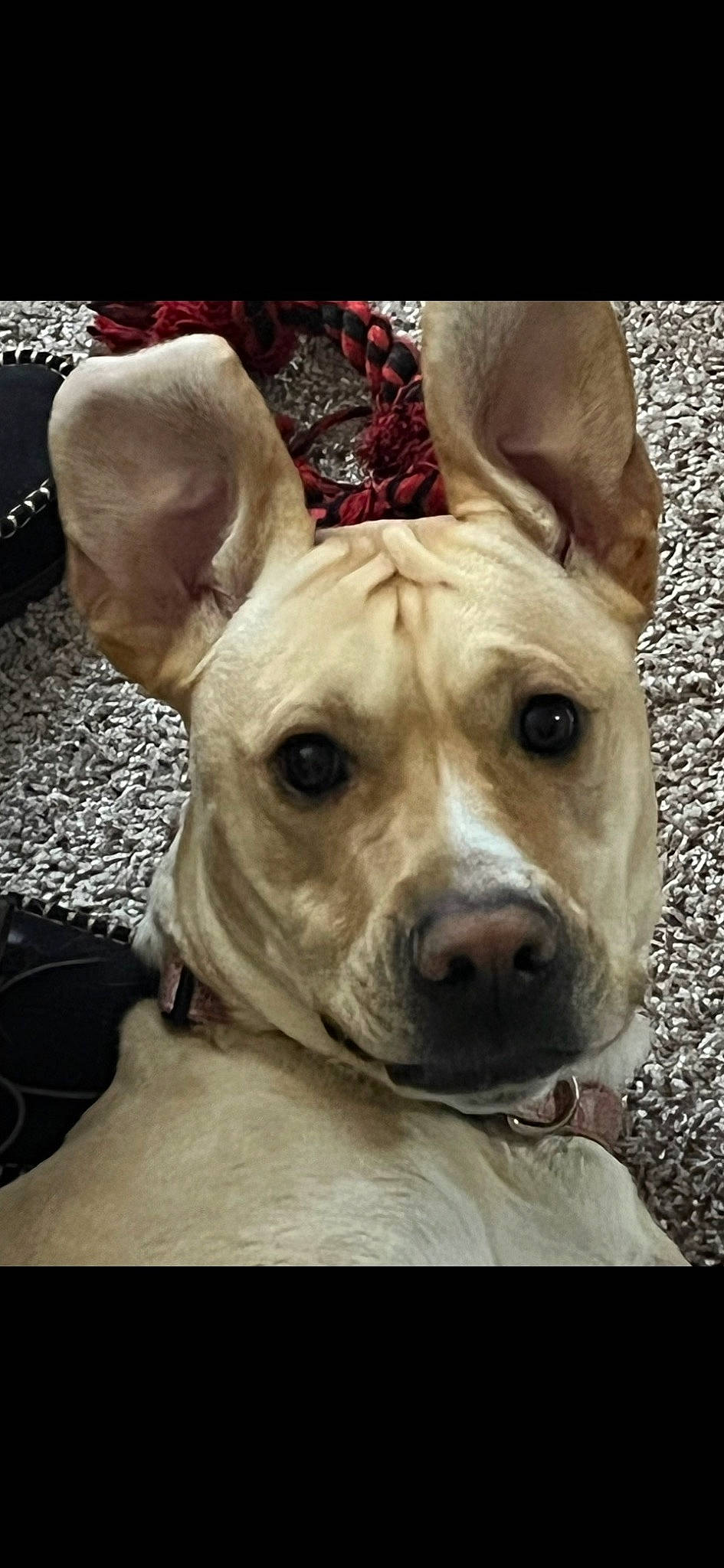 Ellie joined the competition — help win amazing prizes! ancient_dog_breeds, canidae, carnivore, collar, companion_dog, cordoba_fighting_dog, dog, dog_breed, dog_collar, ear, fawn, guard_dog, non_sporting_group, selfie, sporting_group, toy_dog, whiskers, working_animal, working_dog, wrinkle