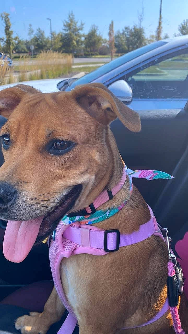 Emma joined the competition — help win amazing prizes! canidae, car, carnivore, collar, companion_dog, dog, dog_breed, dog_collar, dog_supply, electric_blue, fashion_accessory, fawn, hat, leash, pet_supply, sporting_group, vehicle, vehicle_door, whiskers, windshield