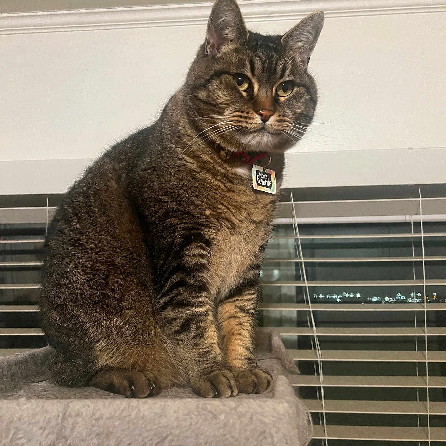 Nubs is registered to the contest to win money with this photo: abyssinian, angora, animal, architecture, building, cat, couch, curtain, cushion, egyptiancat, furniture, homedecor, indoors, kitten, manx, pet, shelf, wall, window, windowshade