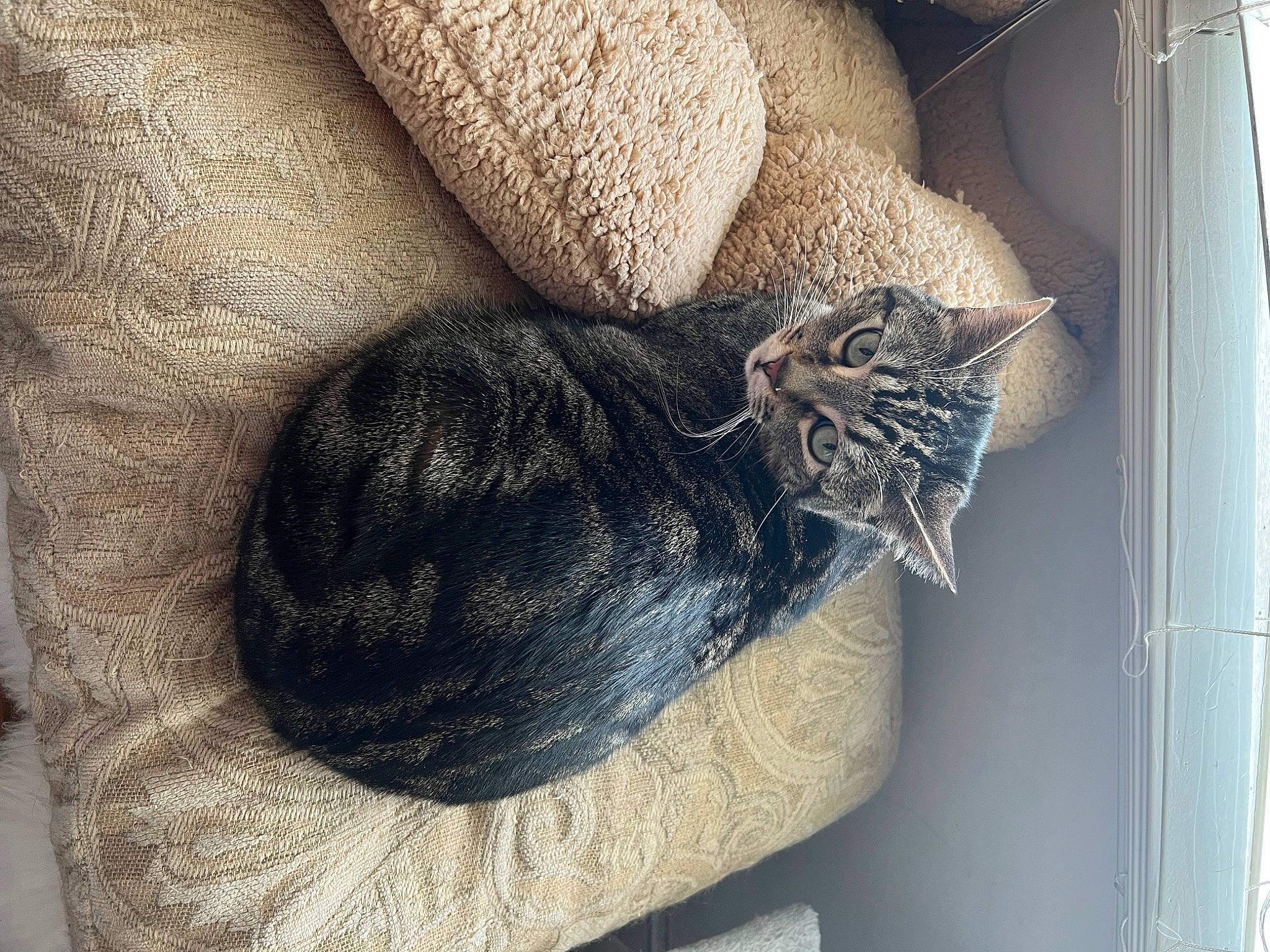 Cuddles is registered to the contest to win money with this photo: bag, basket, carnivore, cat, cat_bed, cat_supply, comfort, domestic_short_haired_cat, felidae, fur, grey, hat, small_to_medium_sized_cats, tail, thread, whiskers, window, wool, woolen