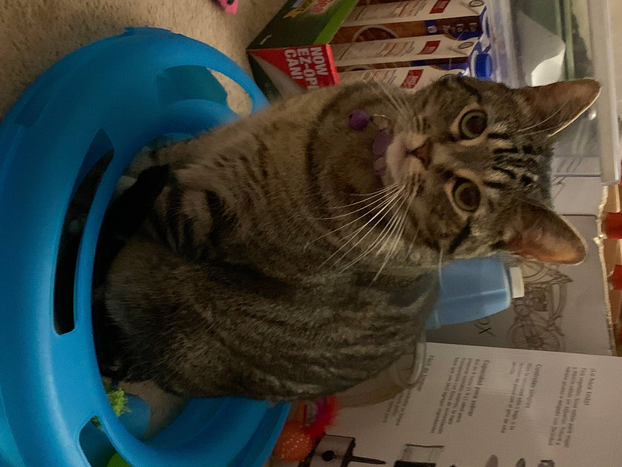 Cuddles is registered to the contest to win money with this photo: carnivore, cat, cat_supply, comfort, domestic_short_haired_cat, electric_blue, felidae, fur, office_ruler, pet_supply, ruler, small_to_medium_sized_cats, snout, whiskers