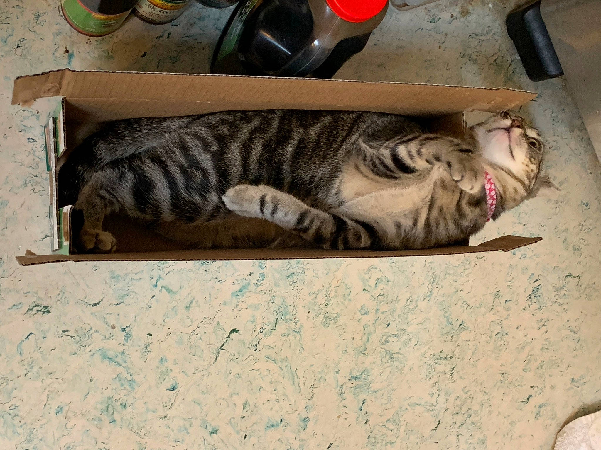 Cuddles joined the competition — help win amazing prizes! automotive_tire, carnivore, cat, comfort, domestic_short_haired_cat, felidae, flooring, foot, fur, human_leg, pattern, paw, rectangle, small_to_medium_sized_cats, snout, tail, terrestrial_animal, whiskers, window, wood