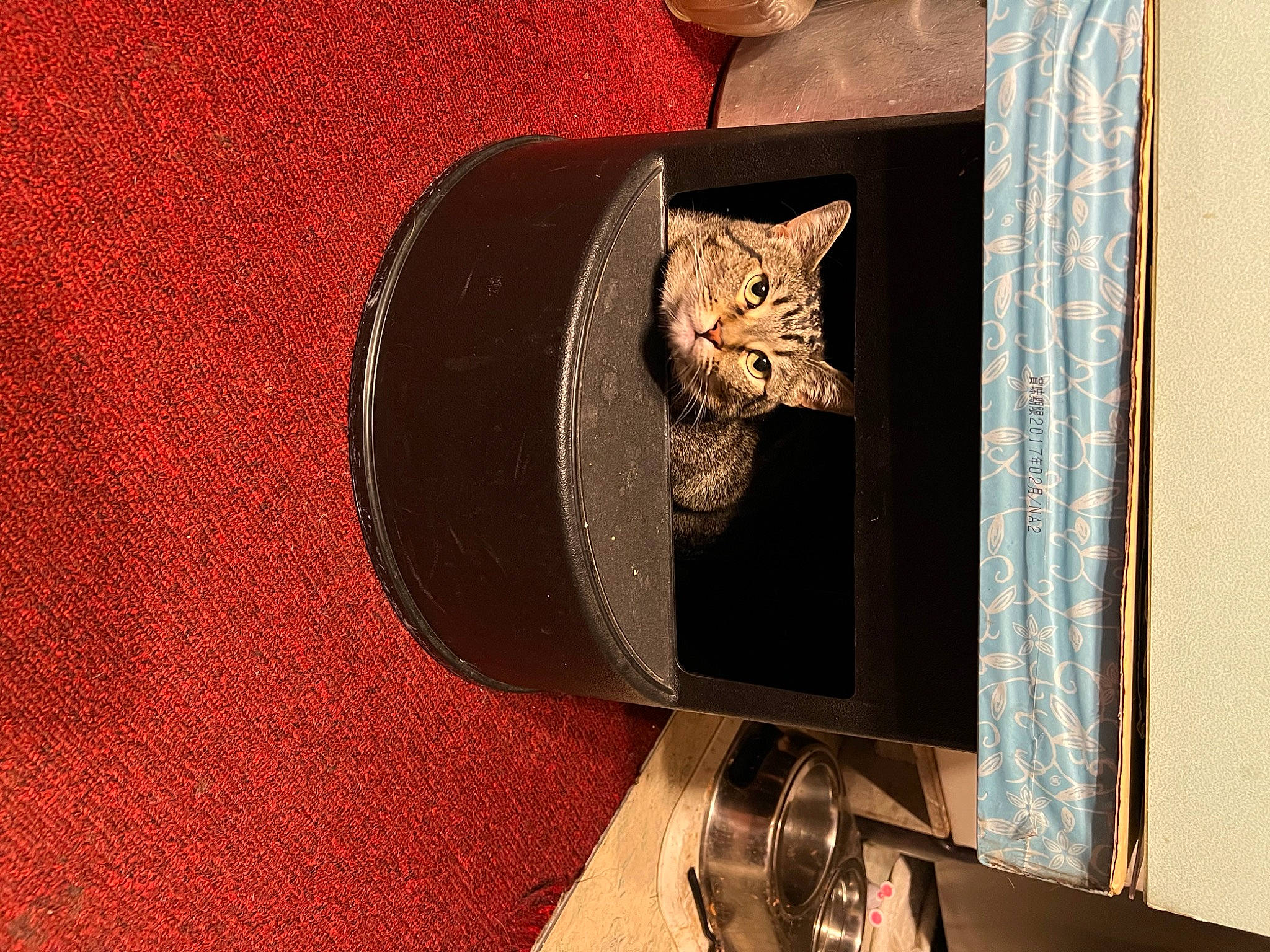 Cuddles joined the competition — help win amazing prizes! art, audio_equipment, carnivore, cat, circle, domestic_short_haired_cat, fashion_accessory, felidae, flooring, hat, headgear, metal, pattern, rectangle, room, sculpture, small_to_medium_sized_cats, visual_arts, whiskers, wood