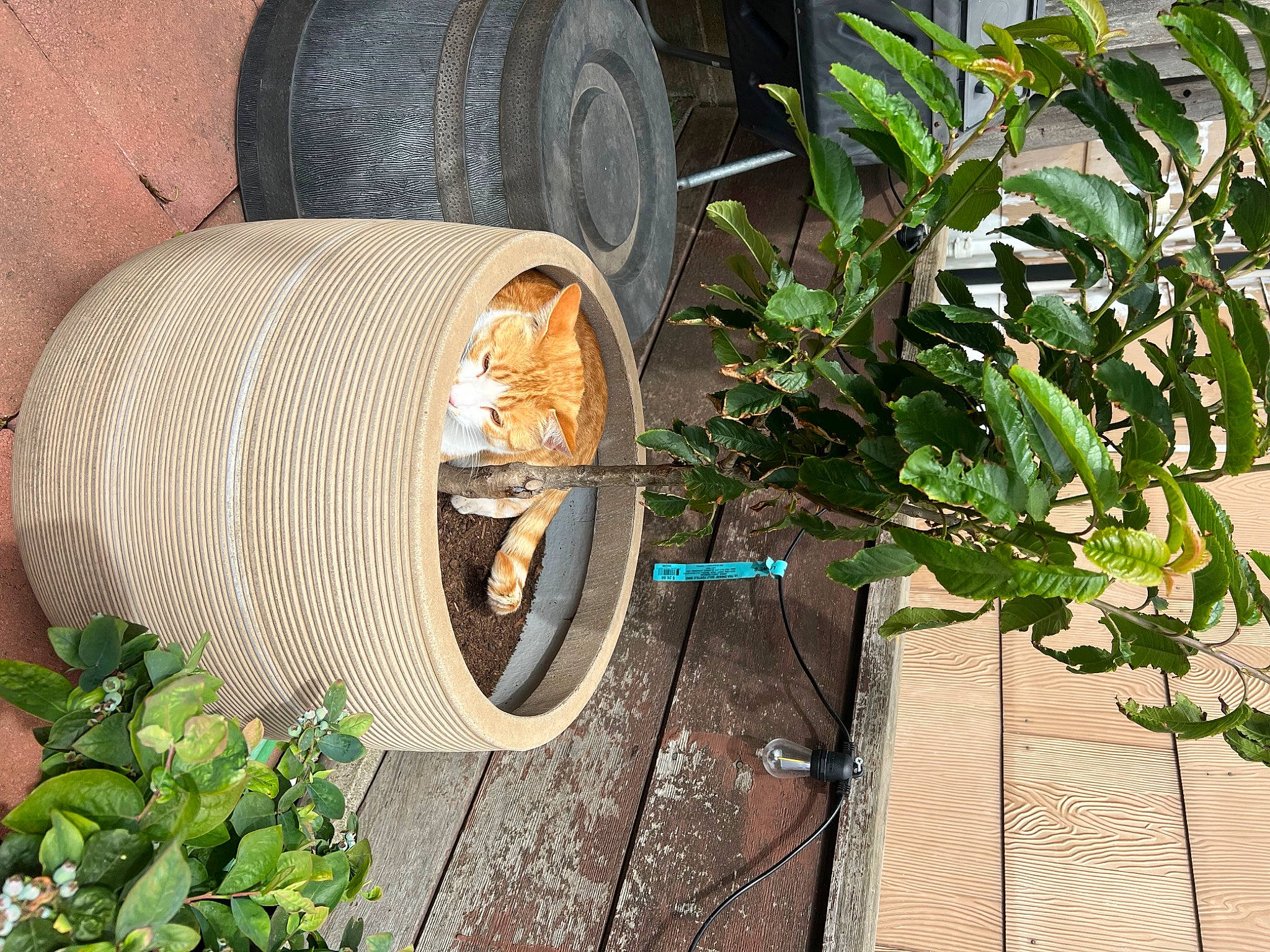 Tempurra joined the competition — help win amazing prizes! automotive_tire, automotive_wheel_system, fender, flowerpot, grass, groundcover, houseplant, hubcap, landscape, leaf, plant, road_surface, synthetic_rubber, terrestrial_plant, tire, tire_care, tread, vehicle, wheel, wood