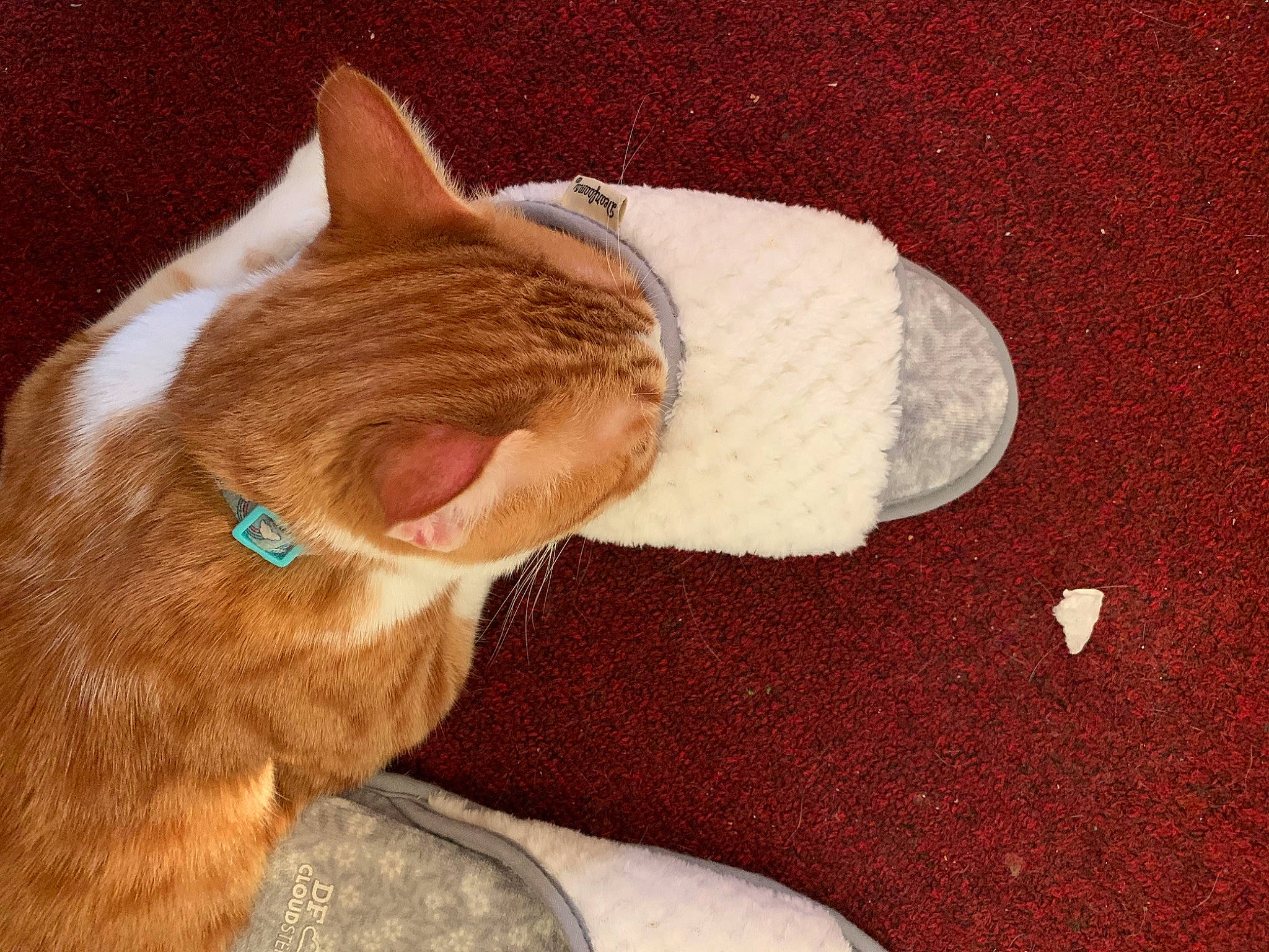 Tempurra joined the competition — help win amazing prizes! carmine, carnivore, cat, claw, comfort, domestic_short_haired_cat, ear, fawn, felidae, foot, fur, human_leg, paw, small_to_medium_sized_cats, snout, tail, vertebrate, whiskers, window, wood