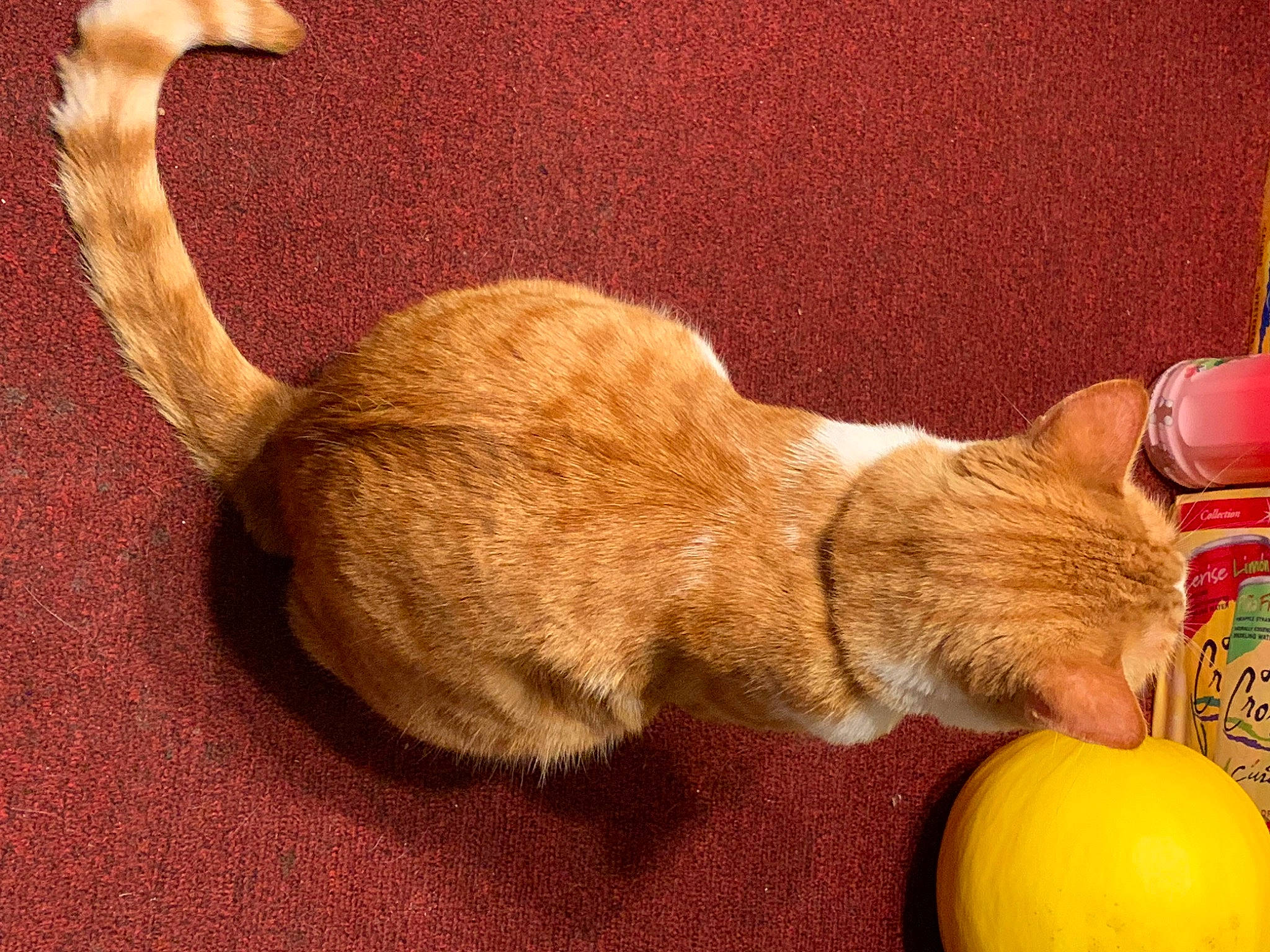 Tempurra is registered to the contest to win money with this photo: carnivore, cat, citrus, clementine, comfort, fawn, felidae, food, fruit, grapefruit, mandarin_orange, natural_foods, orange, rangpur, small_to_medium_sized_cats, tangelo, valencia_orange, whiskers, wood