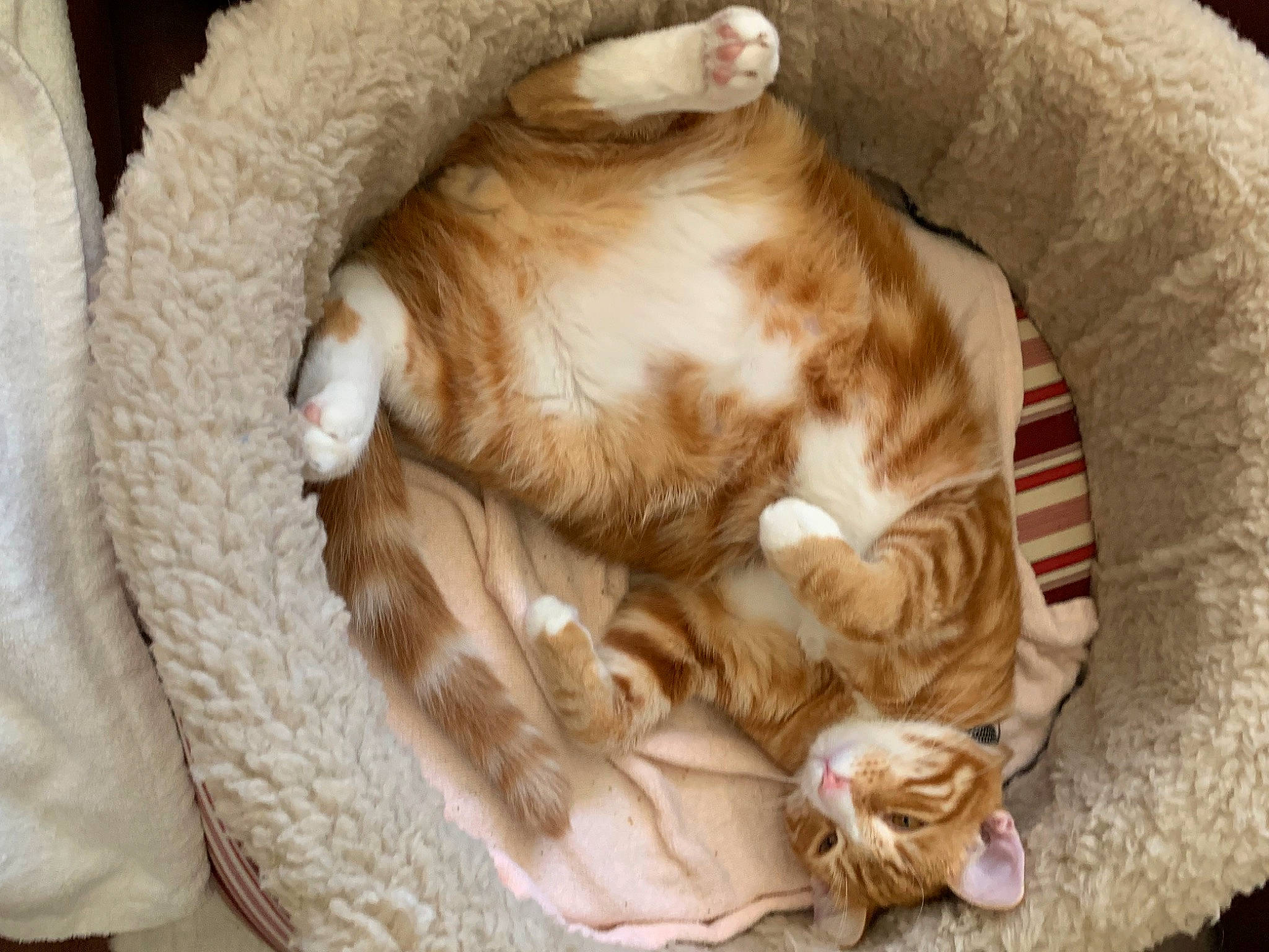 Sun Kiss joined the competition — help win amazing prizes! carnivore, cat, cat_bed, cat_supply, claw, comfort, companion_dog, domestic_short_haired_cat, fawn, felidae, fur, nap, paw, pet_supply, sleep, small_to_medium_sized_cats, snout, sporting_group, tail, whiskers