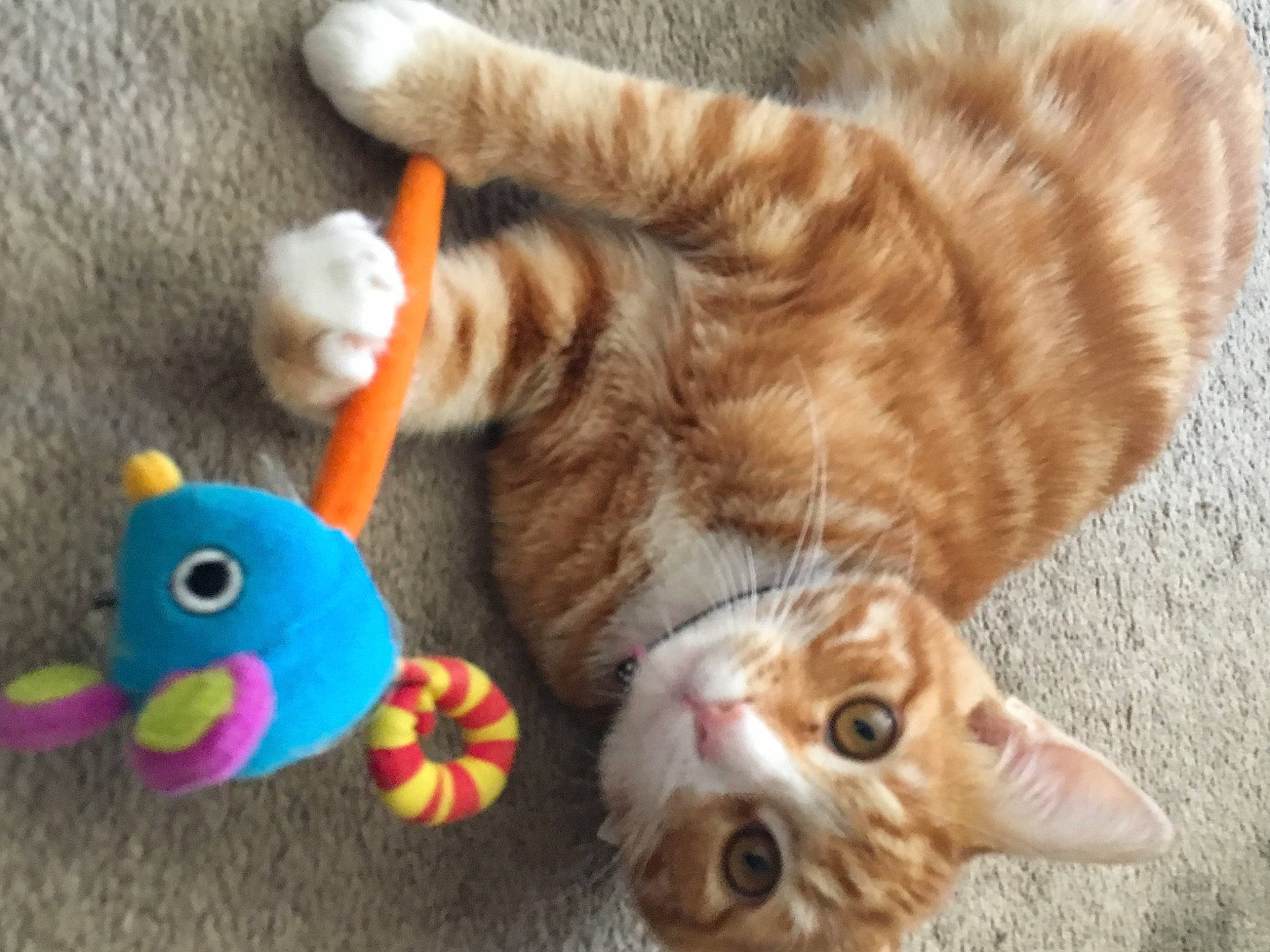 Sun Kiss joined the competition — help win amazing prizes! carnivore, cat, cat_toy, claw, domestic_short_haired_cat, fawn, felidae, fur, mammal, orange, paw, plant, small_to_medium_sized_cats, snout, stuffed_toy, tail, toy, vertebrate, whiskers, woolen