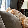 Willy is registered to the contest to win money with this photo: dog, couch, window, curtains, indoor, furniture, lamp, decor, figurines, relaxing, pet, cozy, brown, white, fur, resting, home, sunlight, quiet, comfort