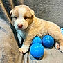 Willy is registered to the contest to win money with this photo: puppy, dog, animal, pet, cute, blue_balls, blanket, cozy, fur, young, playful, indoor, resting, small, adorable, soft, nose, paw, face, curious