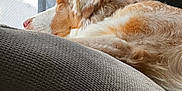 Willy is registered to the contest to win money with this photo: dog, sleeping, couch, indoor, window, curtain, light, cozy, relaxing, pet, fur, resting, home, texture, side_view, calm, animal, domestic, comfort, natural_light