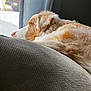 dog, sleeping, couch, indoor, window, curtain, light, cozy, relaxing, pet, fur, resting, home, texture, side_view, calm, animal, domestic, comfort, natural_light