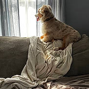 Willy joined the competition — help win amazing prizes! dog, couch, blanket, curtains, window, indoor, pet, fur, light, shadow, relaxing, cozy, home, fabric, tongue, collar, side_view, resting, soft, peaceful